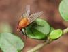 Phaonia pallida
